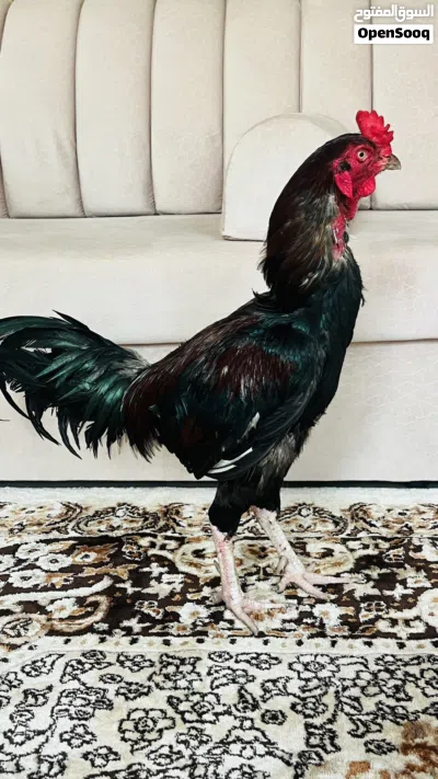 ديك سندي ماشاءالله اموره طيبه 3