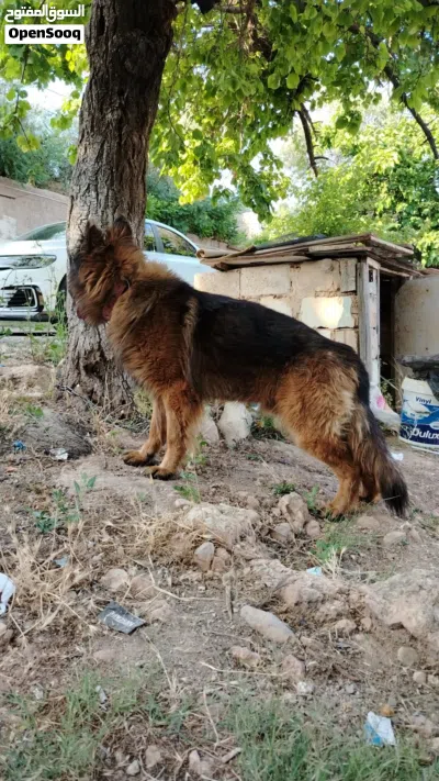 كلب جيرمن شيبرد King Sais. long hair. 3