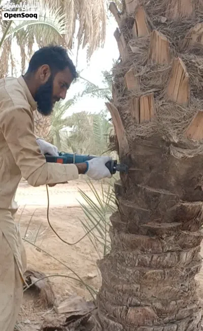 انا شغل نخل اذا في انت اي شغل نخل كلم انا شكرا 4