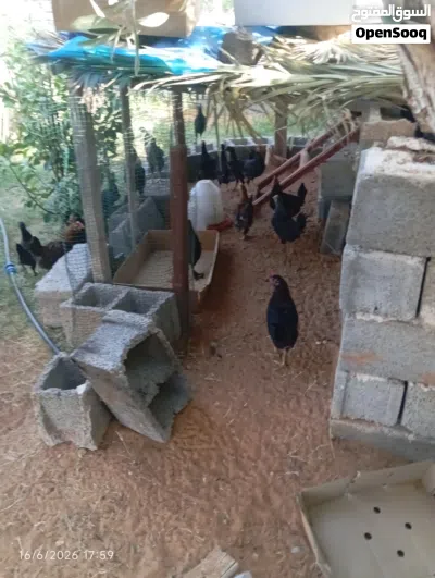 دجاج عربي عتكياك 2