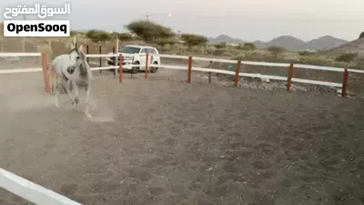 حصان عربي للبيع 4