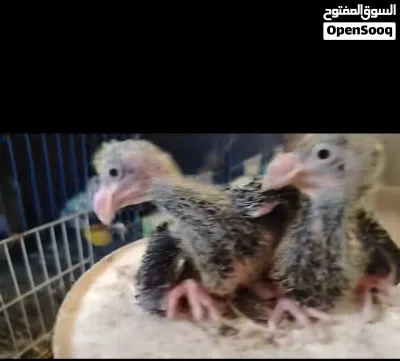 جواز حمام نخب 2