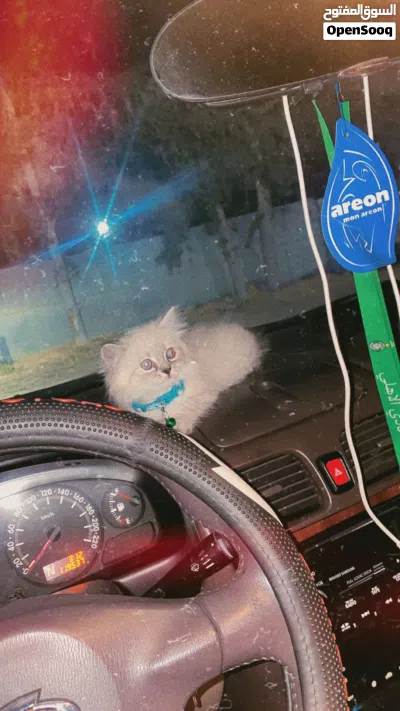 انثى هملايا للبيع العمر شهرين 4