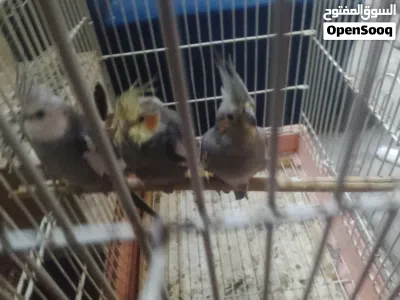 السلام عليكم موجود اناثي عدد 2 و فحل كوكتيل الفحل وايت فيس نخب اقرا الوصف 2