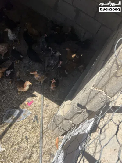 فراخ جاج بلدي عمرثلث شهور 4