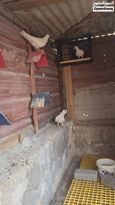 حمام ارافل 3