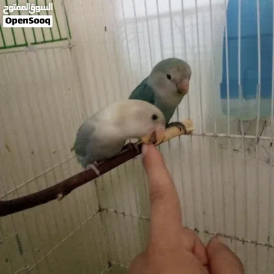 ببغاء روز اقرء الوصف 2