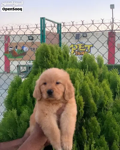 Available now Golden Retriever Puppies For information goldenretrieverlovers 2