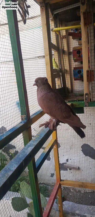 حمام محميه نضيف 2