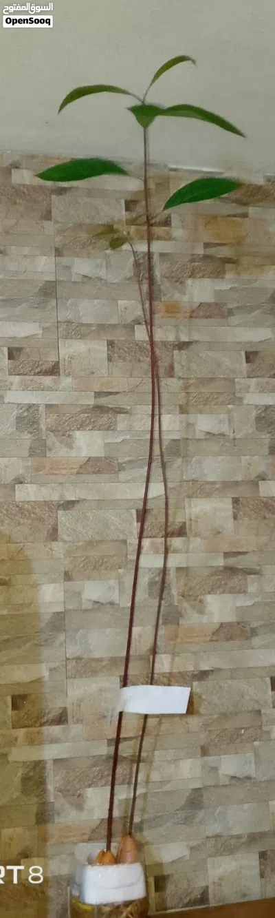 شتل افوكادو 4