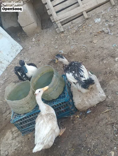 السلام عليكم 2
