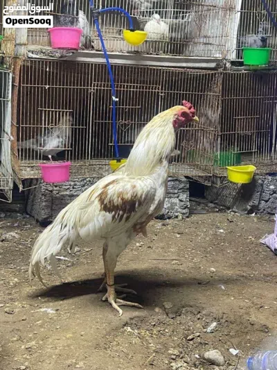 للبيع دجاج كويتي و ديك بكستاني الوصف مهم 4