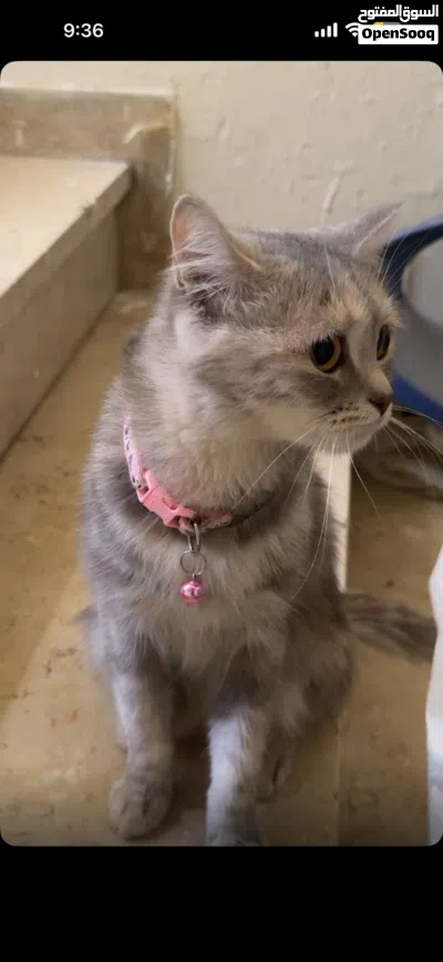 قطط تبني.... 3