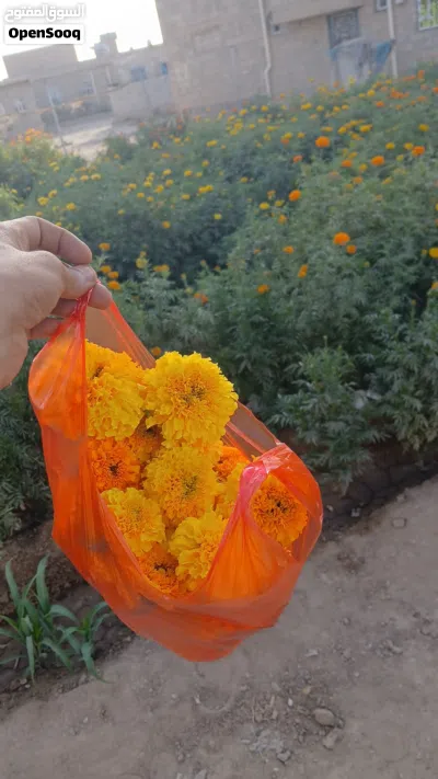ورد قطيفه ملون 4