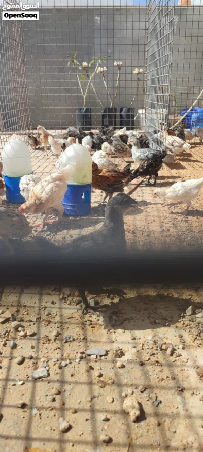فلوس عربي عمر شهرين تقريبا 60 طرف 2