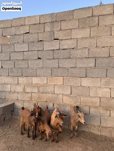معيز كرديه 2