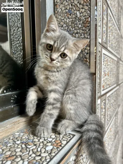 قطط سكوتش صغيره 3