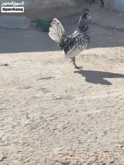 دجاج سبرايت 3