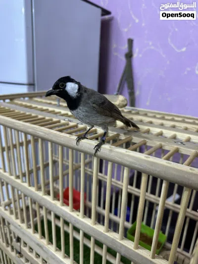 بلبل مخلف اليف طينة مع قفص بصراوي جديد / أقرا الوصف 4