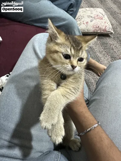 سكوتش بريتش اجود انواع القطط واجمل لون 2