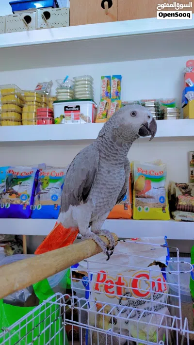ببغاء كاسكو 2