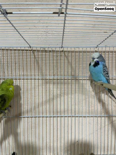 طيور حب نكليزي 3
