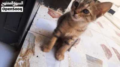 بزازين للتبني ( مجانيات ) 4