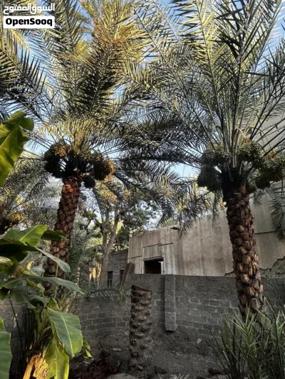 نخيل خلاص للطناء 4