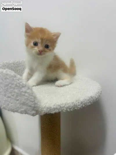 British Shorthair & Longhair Kittens 2