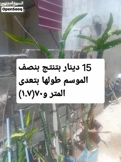 الان الان الان موسم زراعة الدراغن فروت (فاكهة التنين ) الابيض من الداخل ذاتي التلقيح مكفول انتاج 4
