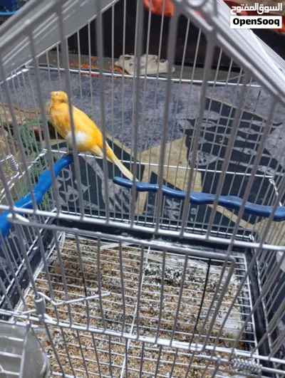 طير كناري للبيع بداعي السفر 2