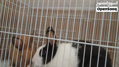 Couple Rabbits 4