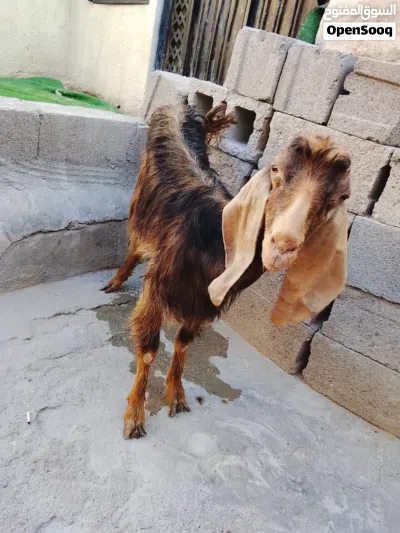 اليوم نريد نبيع ب100الف قفل صخله يفره خشنه مالت علف وين الجناي 2