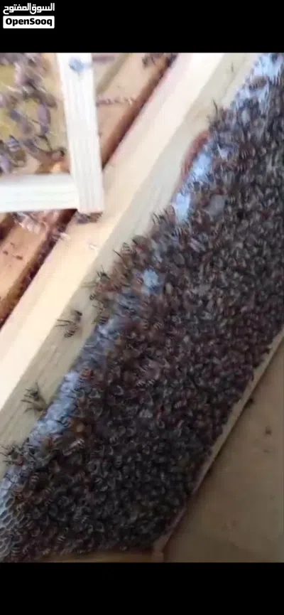 نحل تربيه للبيع 3