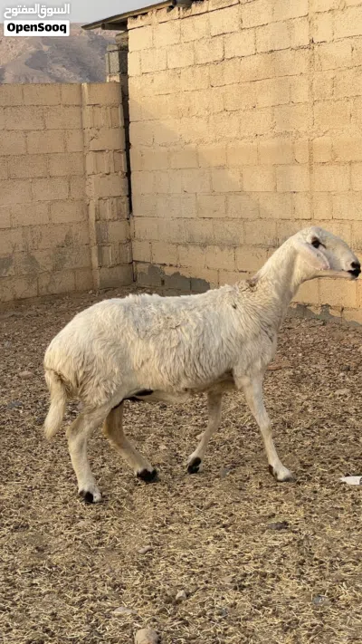 جاعده نجدي على حري عشار 4