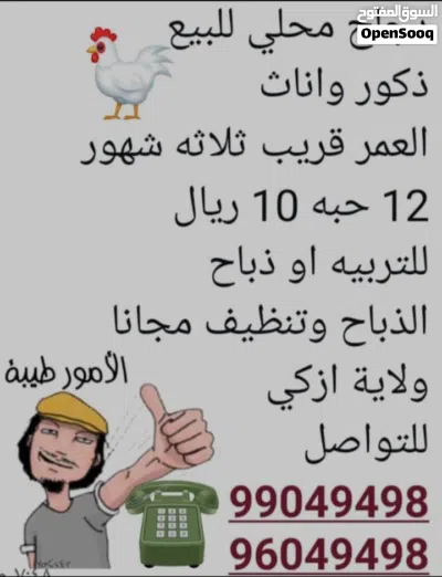 دجاج محلي للبيع 3