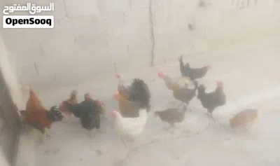 اقرا المزيد 4