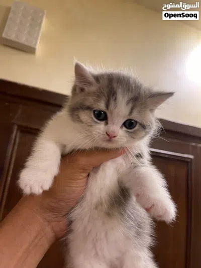 بريتش ستريت شورت هير اكثر من لون 2