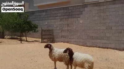 2فطايم ربي يبارك العمر 7شهور سليمات من اي عيب بادن الله 3