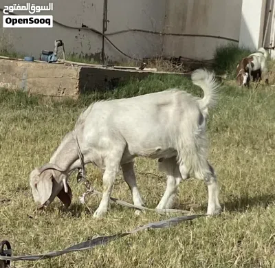 جديان للبيع مكانهم قصر بن غشير 3