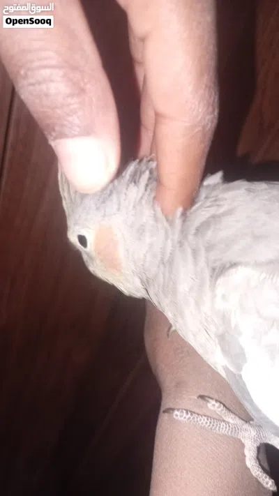 ببغاء الكوكتيل للبيع امروض نص ترويض كيف فطم العمر شهرين 2