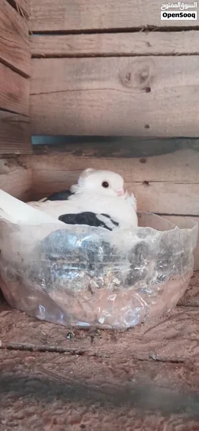 حمام للبيع حاجة مضمونة بعون الله 2