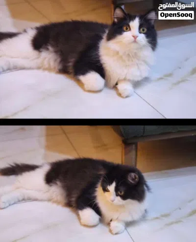 قط باندا انثى للبيع 3