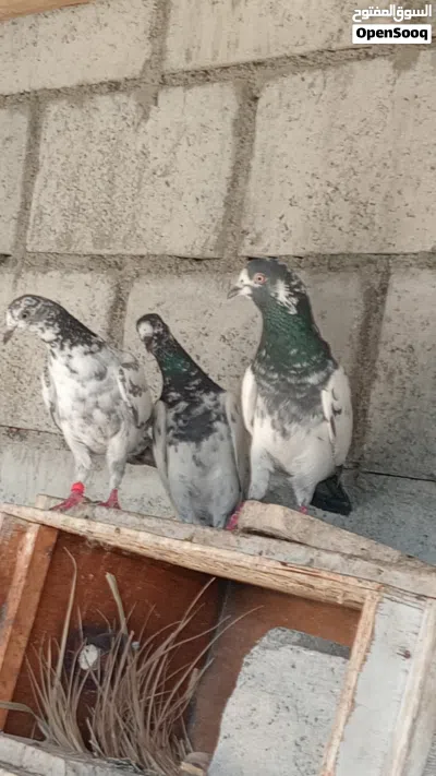 حمام باكستاني مطيار للبيع 2