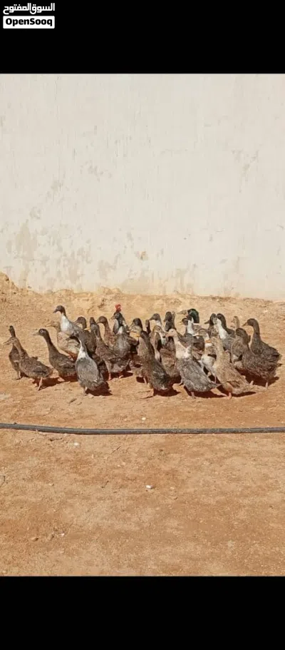 بط إنجليزي من 30 إلى 40 طرف إقرأ الوصف 3
