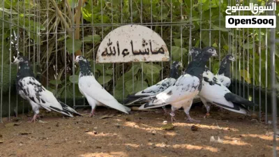 حمام تيدي128 للبيع 4