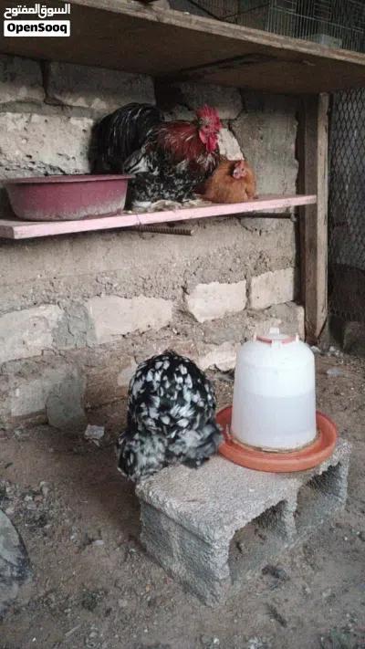 دجاج استرالي 4