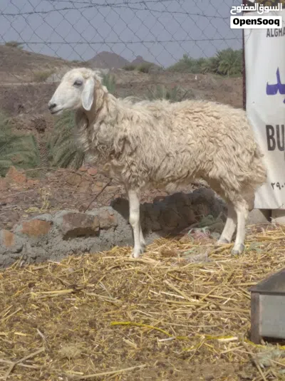 حملة للبيع 2