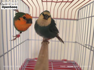 باروت فنش Parrot finches 4