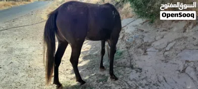 مهرة للبيع / عمرها (3) سنوات 3